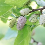 WHITE MULBERRY