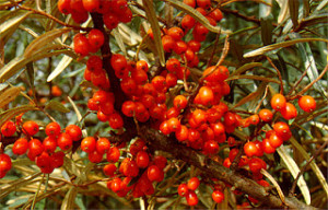 Seabuckthorn berries